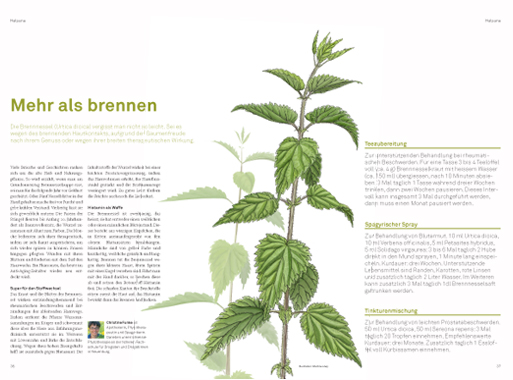 Brennnessel Illustration